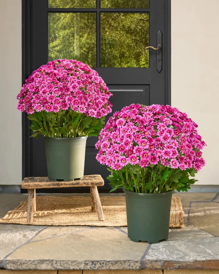 🔥Hot Sale 🎉Artificial Outdoor Sunset Mums Flowers - Waterproof, Windproof