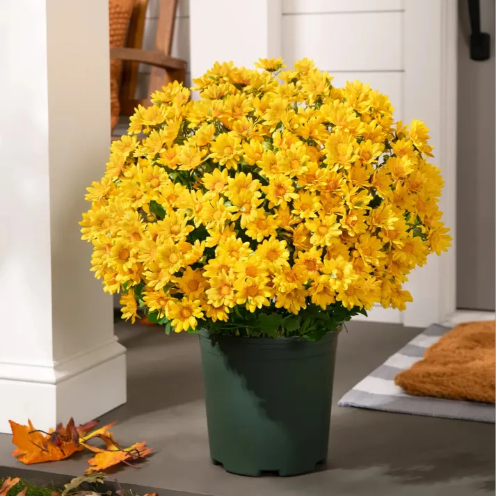 🔥Hot Sale 🎉Artificial Outdoor Sunset Mums Flowers - Waterproof, Windproof
