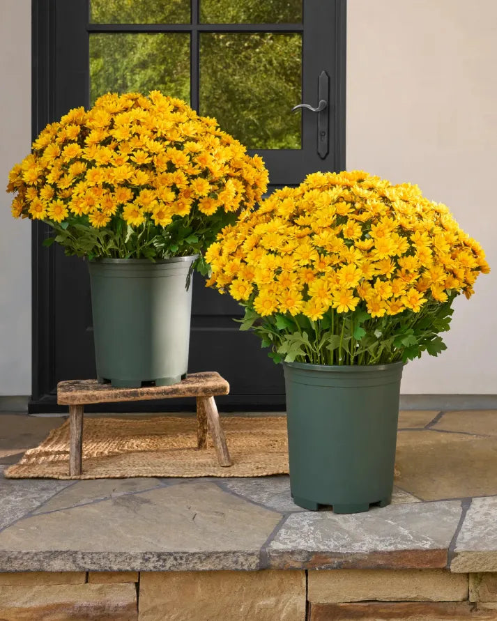 🔥Hot Sale 🎉Artificial Outdoor Sunset Mums Flowers - Waterproof, Windproof
