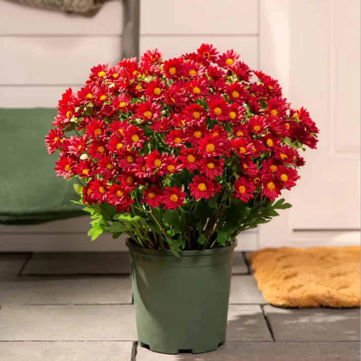 🔥Hot Sale 🎉Artificial Outdoor Sunset Mums Flowers - Waterproof, Windproof