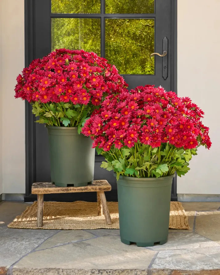 🔥Hot Sale 🎉Artificial Outdoor Sunset Mums Flowers - Waterproof, Windproof