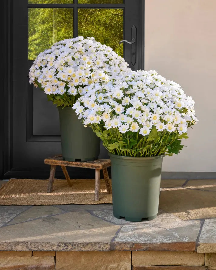 🔥Hot Sale 🎉Artificial Outdoor Sunset Mums Flowers - Waterproof, Windproof