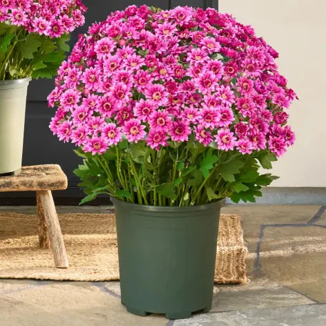 🔥Hot Sale 🎉Artificial Outdoor Sunset Mums Flowers - Waterproof, Windproof