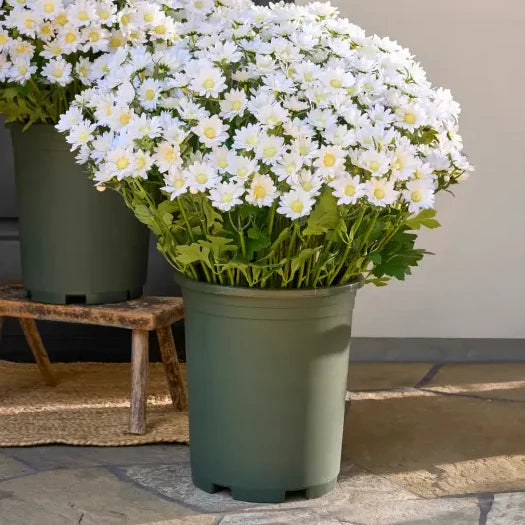 🔥Hot Sale 🎉Artificial Outdoor Sunset Mums Flowers - Waterproof, Windproof