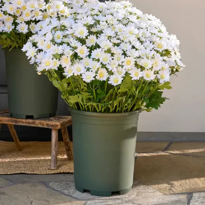 🔥Hot Sale 🎉Artificial Outdoor Sunset Mums Flowers - Waterproof, Windproof